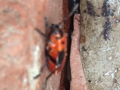 Lygaeus kalmii