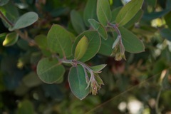 Arctostaphylos glutinosa