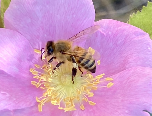 iNaturalist observation photo of Western Honey Bee