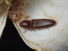 Gambrinus fulvipilis