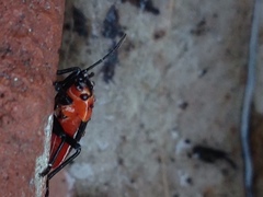 Lygaeus kalmii