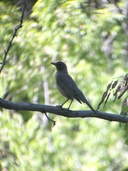 Turdus migratorius