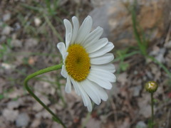 Leucanthemum pallens