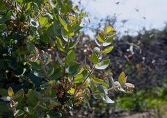 Arctostaphylos glutinosa