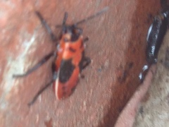 Lygaeus kalmii