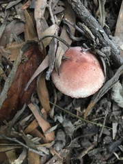 Lepiota haemorrhagica