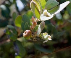 Arctostaphylos glutinosa