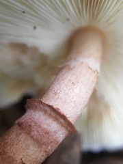 Lepiota haemorrhagica
