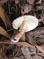 Lepiota haemorrhagica