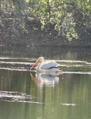 Pelecanus erythrorhynchos