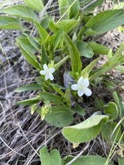 Viola accrescens