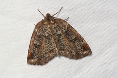 Spodolepis substriataria