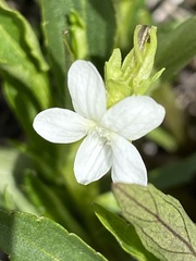 Viola accrescens