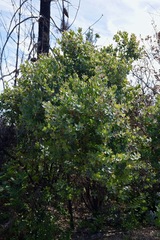 Arctostaphylos glutinosa