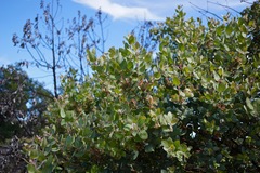 Arctostaphylos glutinosa