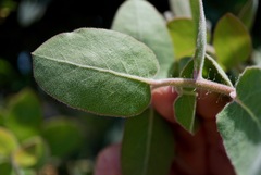 Arctostaphylos glutinosa