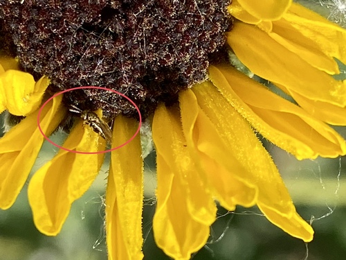 iNaturalist observation photo of Chalcidoid Wasps