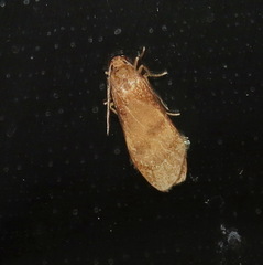 Lambula obliquilinea