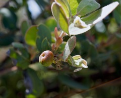 Arctostaphylos glutinosa