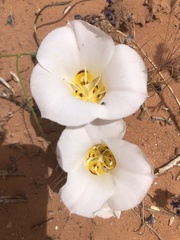 Calochortus nuttallii
