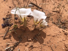 Calochortus nuttallii