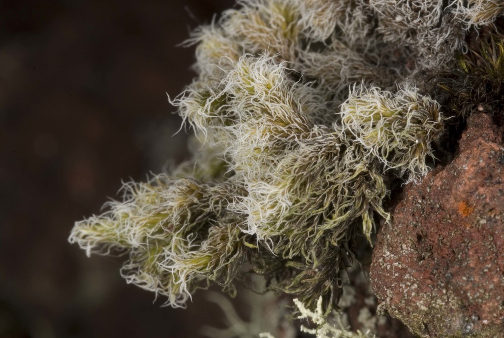 Racomitrium pruinosum