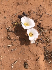 Calochortus nuttallii