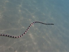 Hydrophis macdowelli