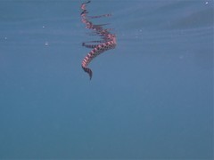 Hydrophis macdowelli