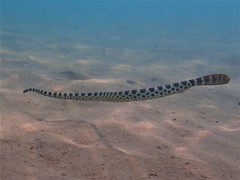 Hydrophis macdowelli