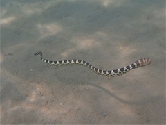 Hydrophis macdowelli