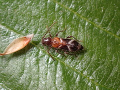 Phymatodes decussatus