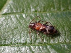 Phymatodes decussatus