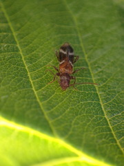 Phymatodes decussatus