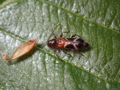 Phymatodes decussatus
