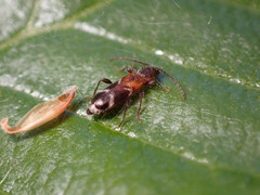 Phymatodes decussatus