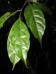 Image of Licaria sarapiquensis
