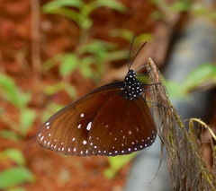 Euploea phaenareta