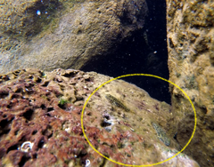 Bathygobius lineatus