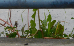 Taraxacum officinale