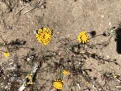 Chaenactis glabriuscula glabriuscula