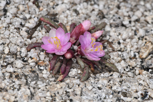 Yosemite lewisia (Lewisia disepala)