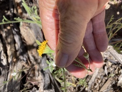Chaenactis glabriuscula glabriuscula