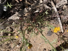 Chaenactis glabriuscula glabriuscula