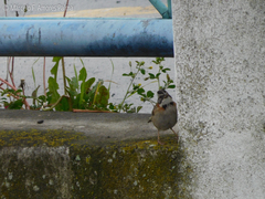 Zonotrichia capensis