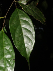 Licaria sarapiquensis
