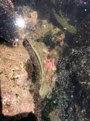 Haliotis kamtschatkana