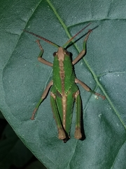 Agriacris