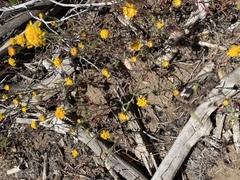 Chaenactis glabriuscula glabriuscula