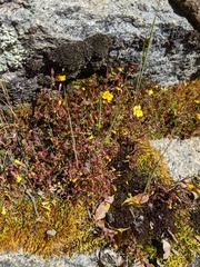 Erythranthe laciniata